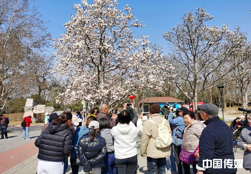北京国际雕塑公园第二十三届玉兰赏花季盛大启幕